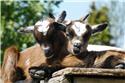 Veranstaltungsbild Wir besuchen den Tierpark Olderdissen